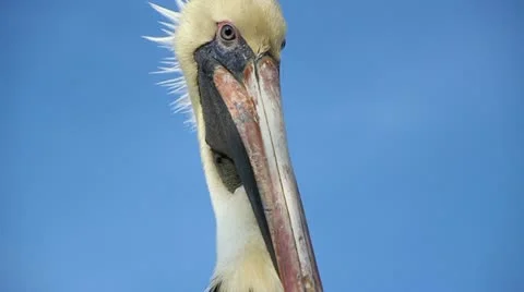 Pelican closeup Stock Footage 20549412