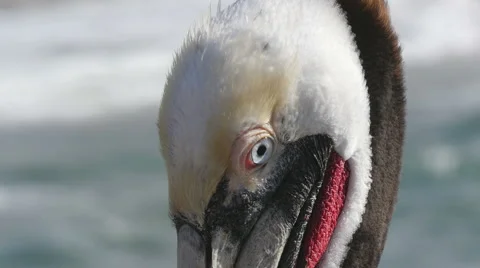 Pelican Closeup Stock Footage 48841636