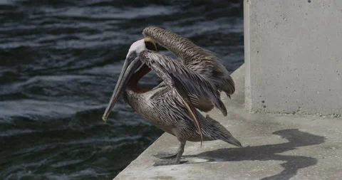 Pelican on a concrete block drying his feathers neat the water Stock Footage 150633149