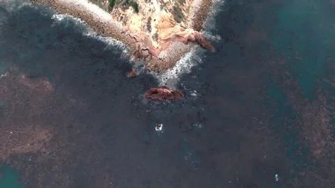 Pelican cove 库存影片 250451855