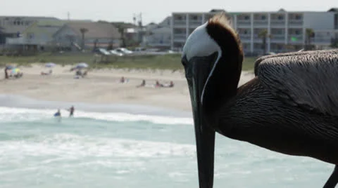 Pelican on deck Video stock 24637665