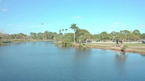 Pelican Dive Stock Footage 240862972