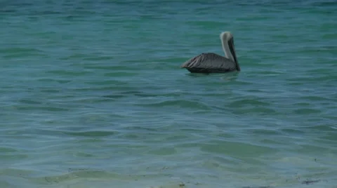 Pelican Diving Close Up Stock Footage 64291499