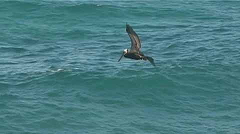 Pelican diving for fish Stockbeeldmateriaal 9442249