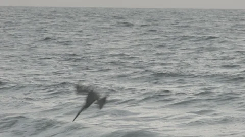 Pelican diving for fish Stock Footage 30461225