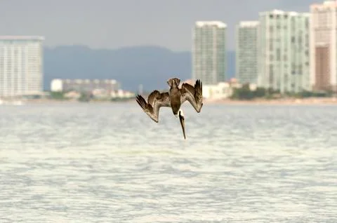 Pelican Diving Flying Stock Photos