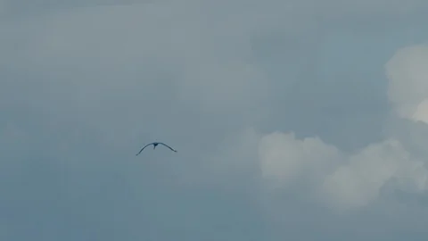 Pelican diving into the ocean 스톡 동영상 124218003