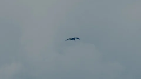 Pelican diving into the ocean Stock Footage 124218390