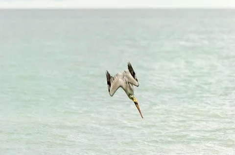 Pelican Diving Stock Photos