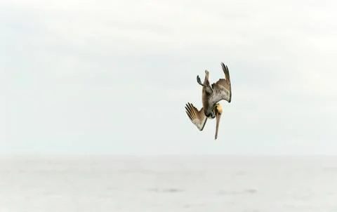 Pelican Diving Stock Photos