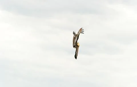Pelican Diving Stock Photos