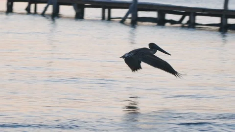 Pelican diving in the sea at sunset Stock Footage 115796305