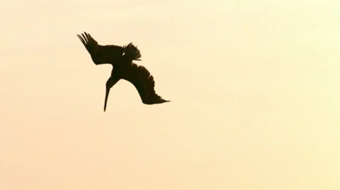 Pelican Diving in Super Slow Motion Stock Footage