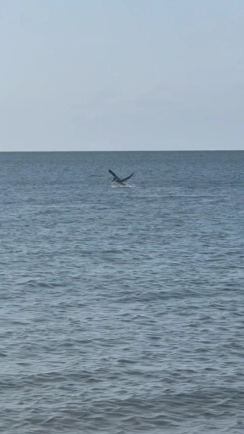 Pelican diving into the water to catch a fish Stock Footage 317553466