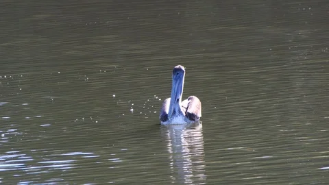 Pelican diving into water trying to catch fish Stock Footage 108516614
