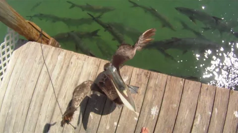 Pelican: on a dock Stock Footage 882755
