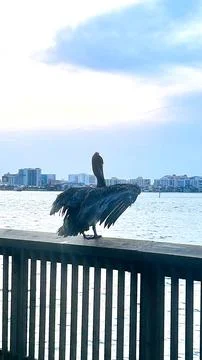 Pelican on the dock Foto stock