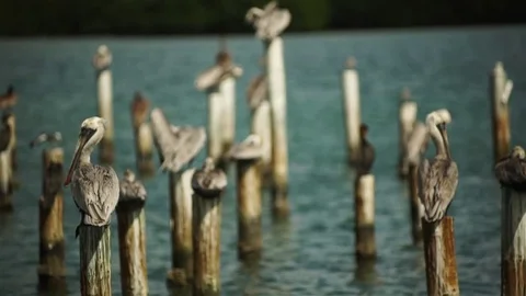 Pelican on dock poles Stock Footage 81375939