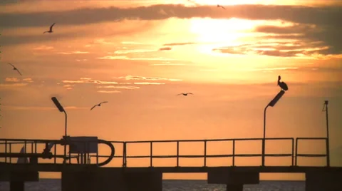 Pelican on the dock by Sunset Stockbeeldmateriaal 27242404