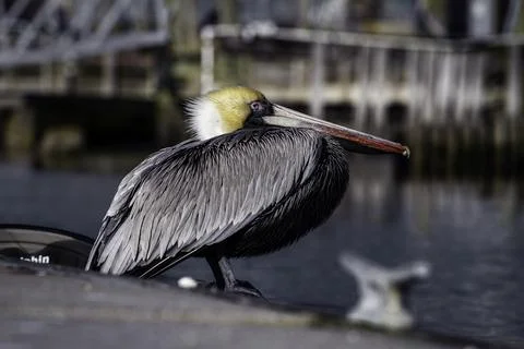 Pelican on the docks Stock Photos