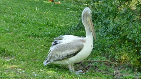 Pelican drying feathers Stock-Footage 204803275
