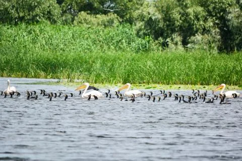 Pelican with ducks Stock Photos