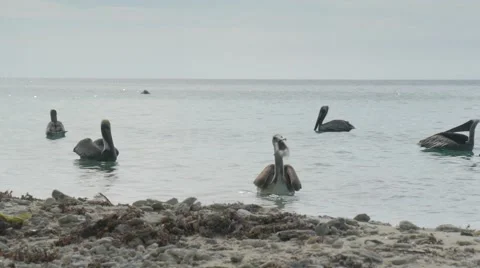 Pelican Eating Vidéo 64291538