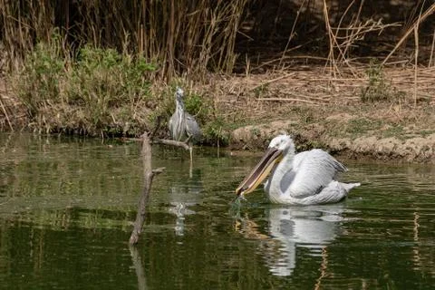 A pelican eats a fish next to a gray heron in a pond Stock Photos