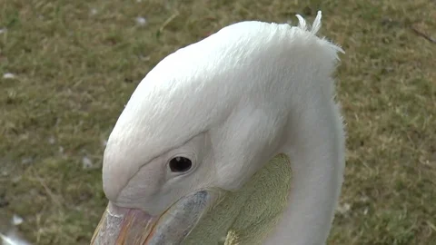 Pelican Extreme Close up of Head Stock Footage 77215898