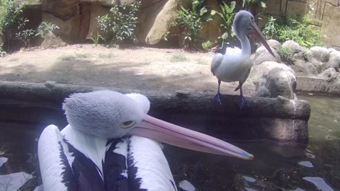 Pelican finding lices Stock Footage 168086540