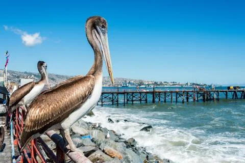 Pelican at the fish market of Valparaiso, Chile Stock Photos