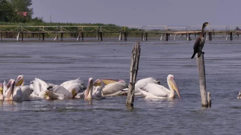 Pelican fishermen Stock Footage 344633388
