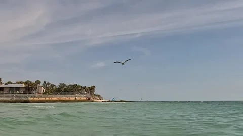 Pelican Fishing Stock Footage 242082391