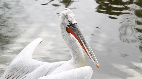 Pelican flapping its wings and looking around Stock Footage 63252341