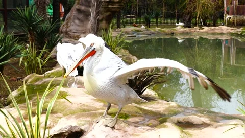 Pelican flapping its wings in the park Stock Footage 151465951