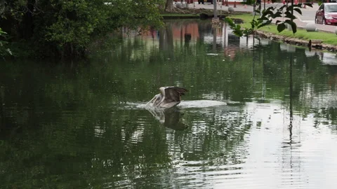 Pelican flapping wings and taking off from a lake Stock Footage 340643044