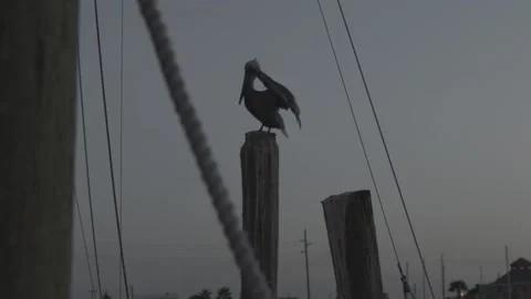 Pelican Flapping Wings on Dock by Water in Galveston Texas, 1080p RAW Stockbeeldmateriaal 147956458
