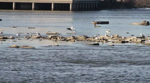 Pelican Flapping Wings Stock-Footage 10738022