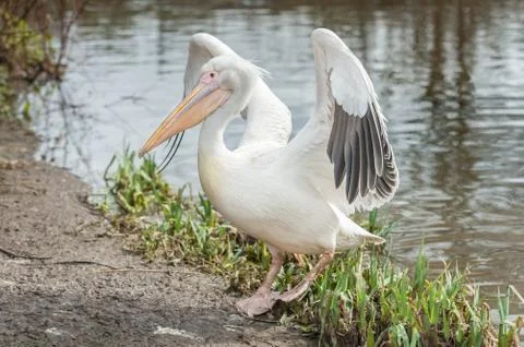 Pelican flapping wings Stock Photos