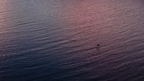 Pelican flaps its wing to take off from ocean water at sunset, ripples Stock Footage 261508086