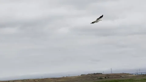 Pelican flies and soars under an overcast sky Stock Footage 322551141