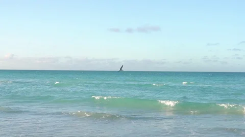 The pelican flies over the ocean Stock Footage 122287836