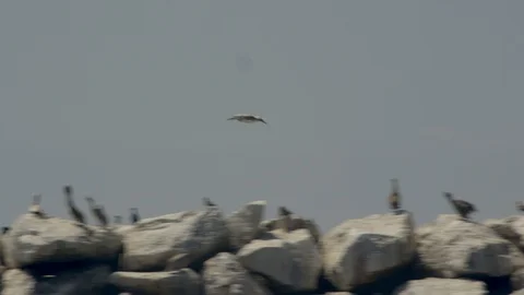 Pelican flies over the surface of the ocean. Summer, daytime. Stock Footage 106312354