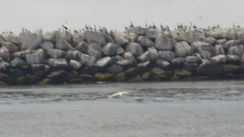 Pelican flies over the surface of the ocean. Summer, daytime. Stock Footage 106345115