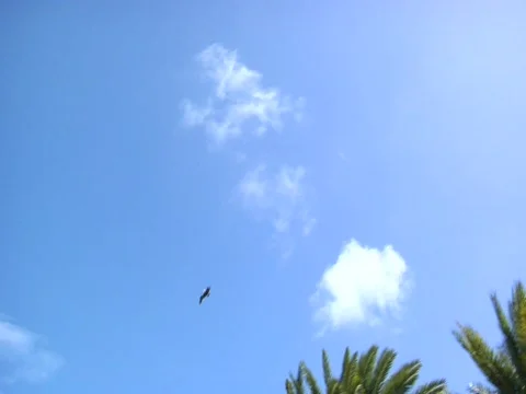 Pelican In Flight Stock Footage 708080