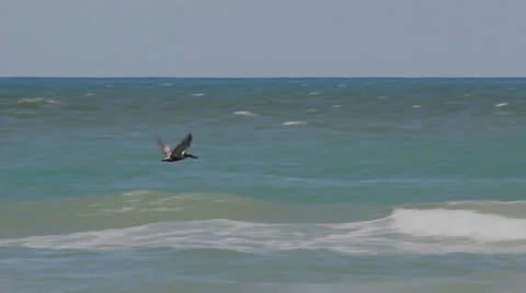 Pelican in Flight 動画素材 35338163