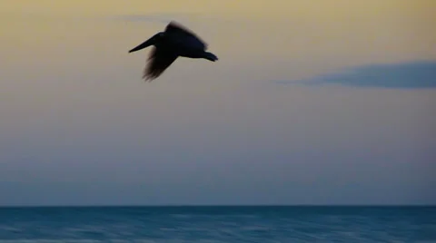 Pelican in Flight Vidéo 36870340