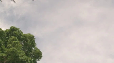 Pelican flight line above tree Video stock 42168654