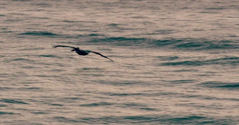 Pelican in Flight Over Ocean Stock Footage 35799077