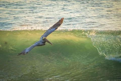 Pelican in flight over the wave. Stock Photos